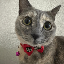 Just Elizabeth Cat