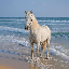 HORSE COIN