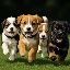 I love puppies